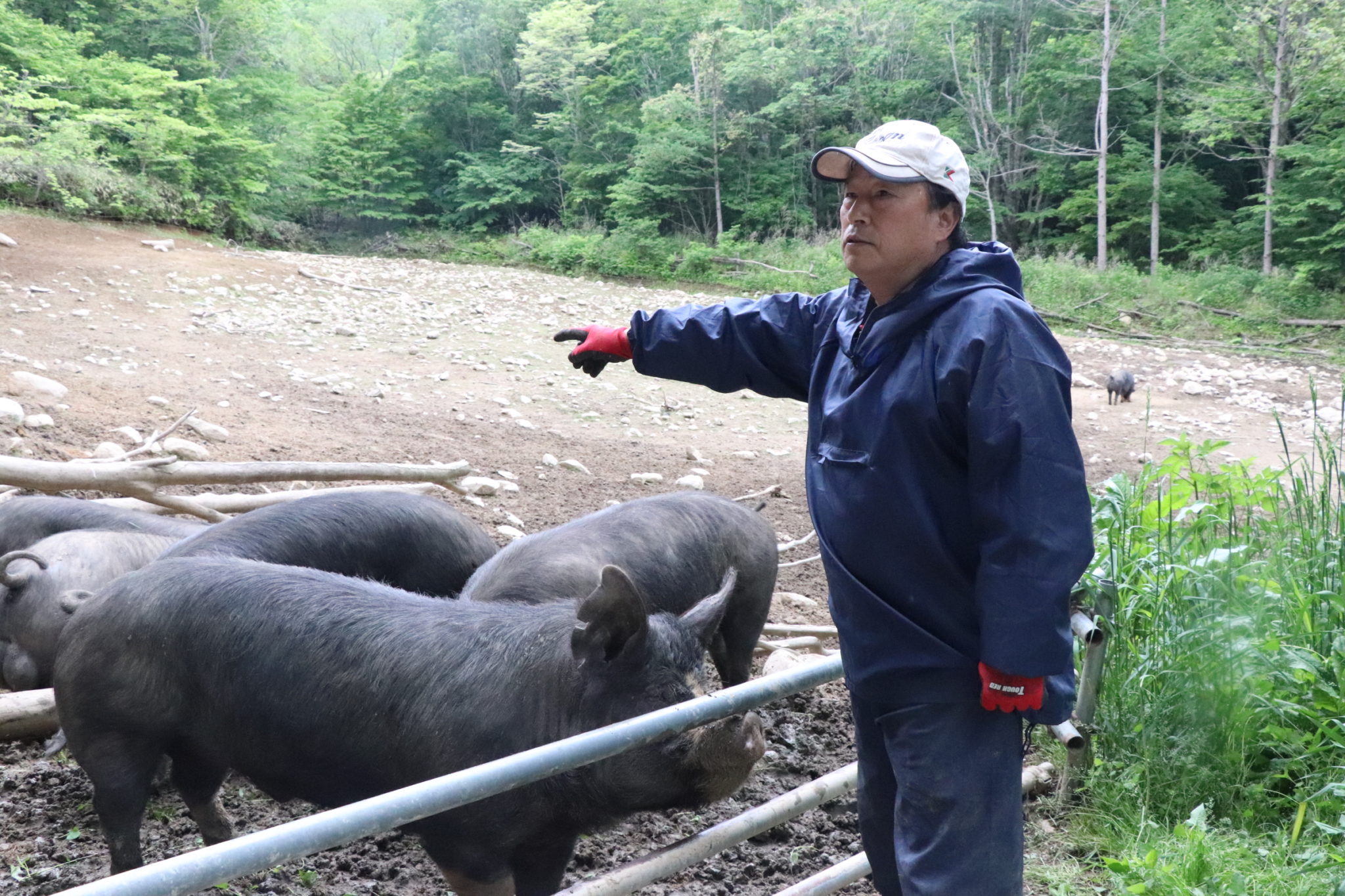 岩手県岩泉町の山奥で養豚する高橋さん